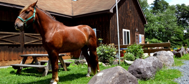 horseback riding in the poconos, horseback riding lessons, group trail rides, mountain creek riding stables