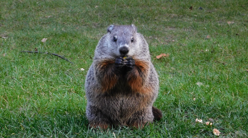 Everything You Need to Know About Groundhogs & Punxsutawney Phil