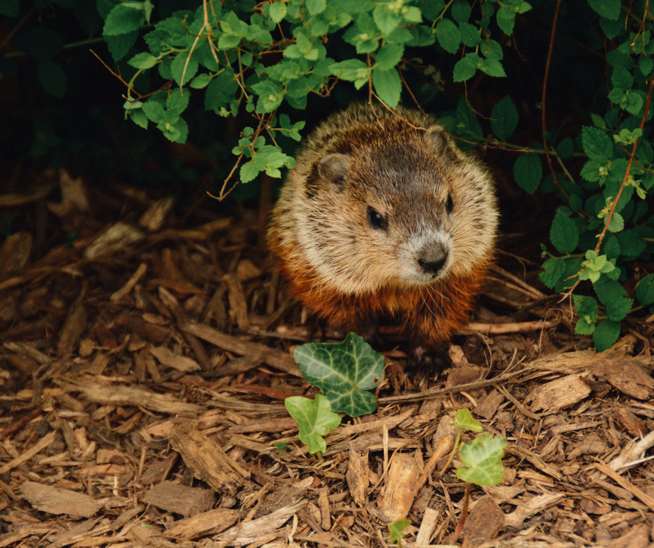Everything You Need to Know About Groundhogs ...