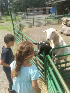 The Ranch at Pocono Manor Petting Zoo: Children with Goats