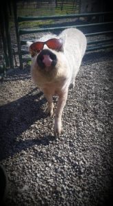 A pig in glasses at Mountain Creek Riding Stable