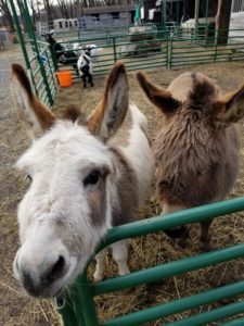 Petting Zoo Near NYC: A curious white and brown donkey and a brown donkey stick their noses towards the cameraman.