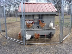 Chickens behind a fence walk on a structure with a sign stating "The Hen House" on attached to the front in the Poconos.