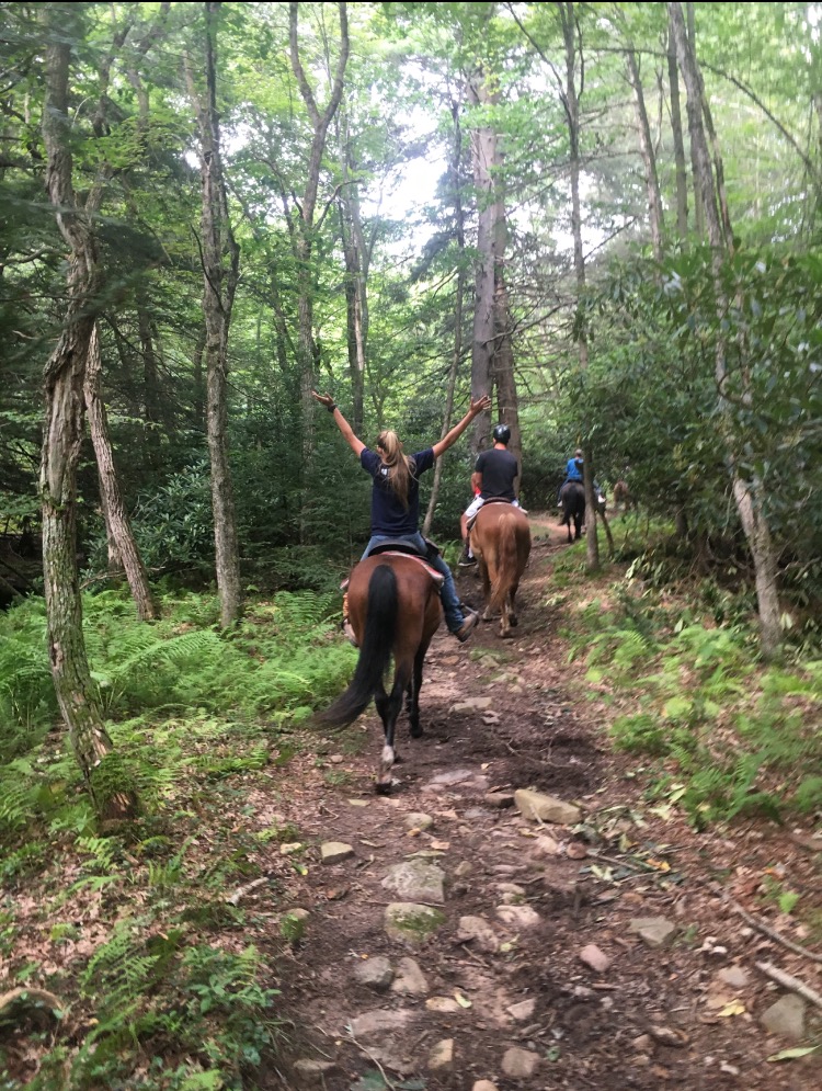 Horses on trail ride at mountain creek riding stable Horses on trail ride at mountain creek riding stable