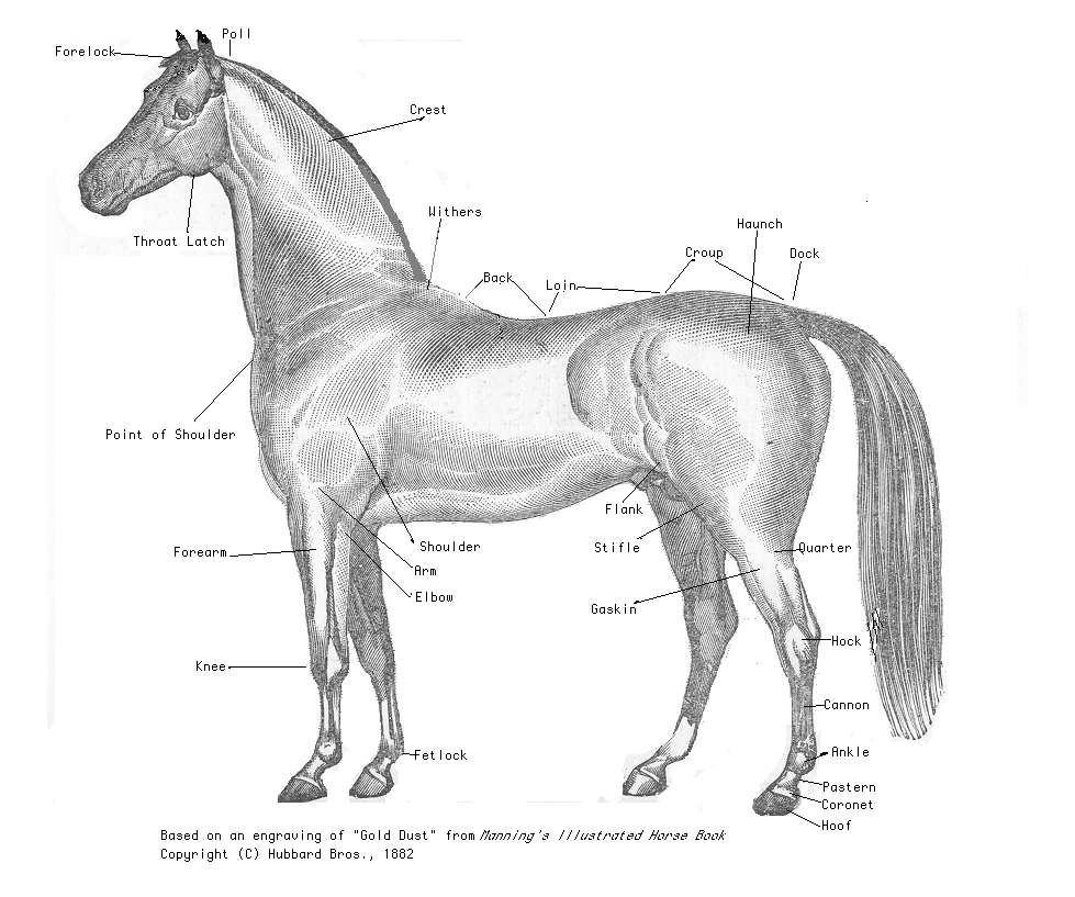 15 Parts of the Horse Diagram