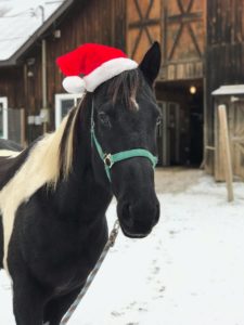 A Horse in a Santa hat infront of the barn