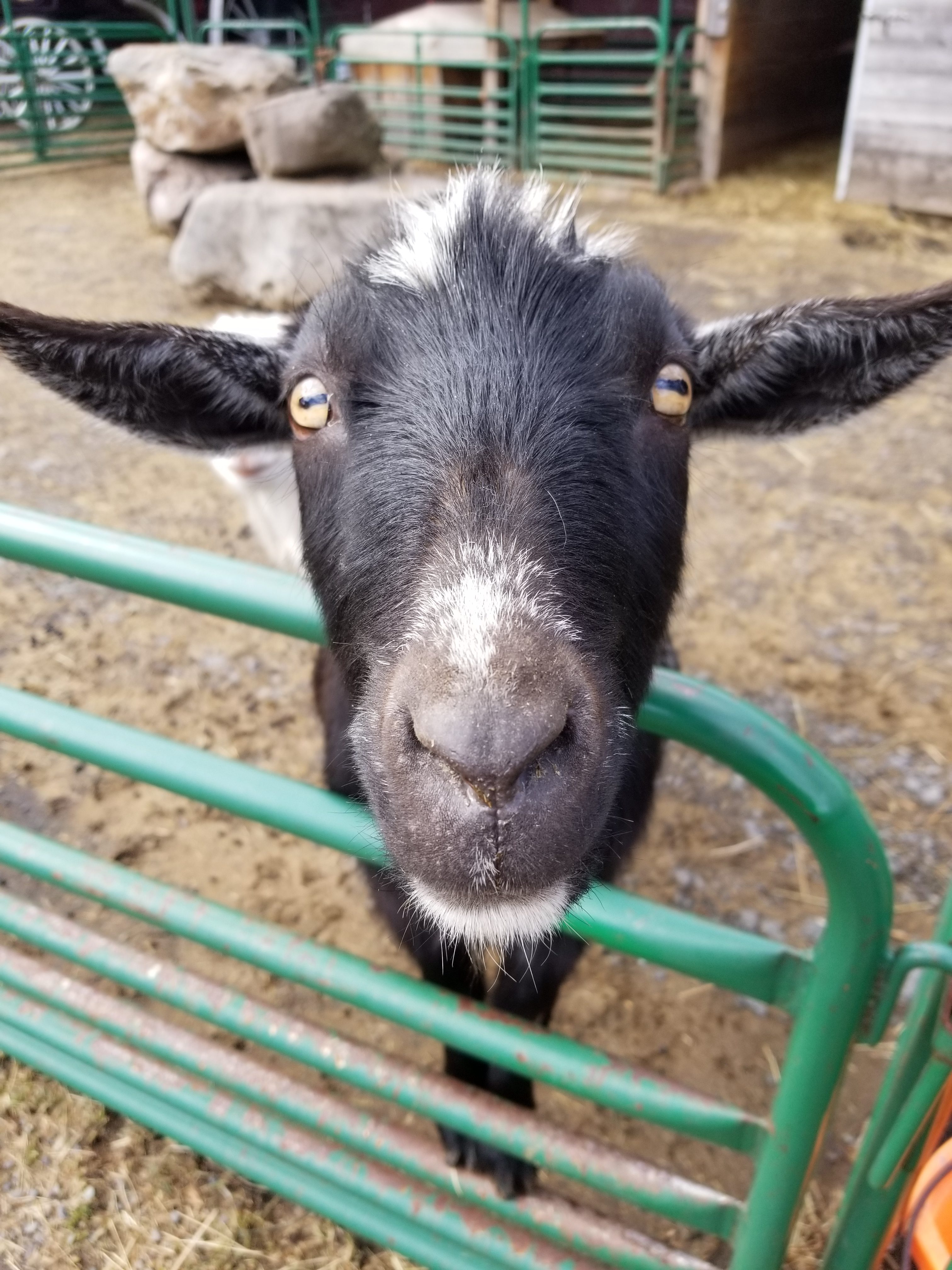 A black and white goat's face.