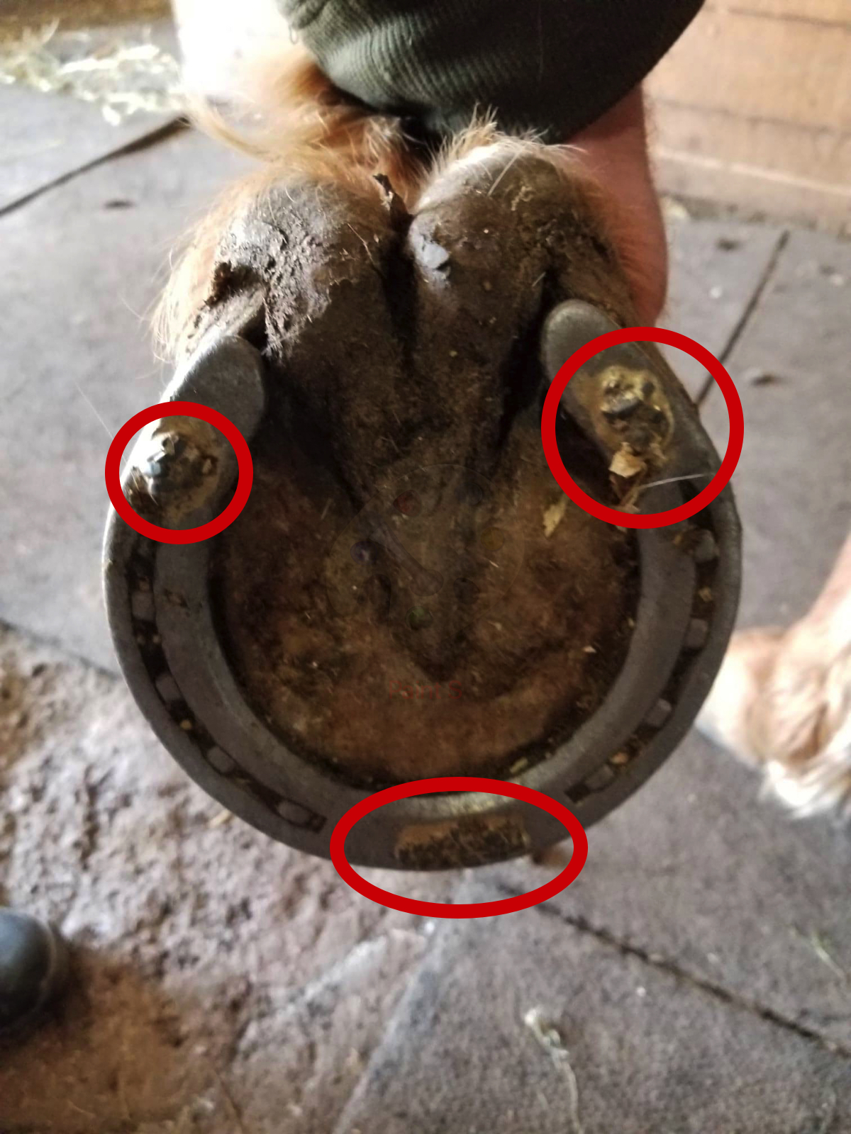 A horse hoof with a shoe that has Drill Tech to help with traction