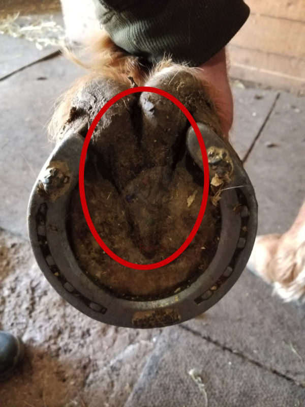 Bottom of a horse's hoof with a horseshoe, the soft inner part called "the frog" is circled in red.