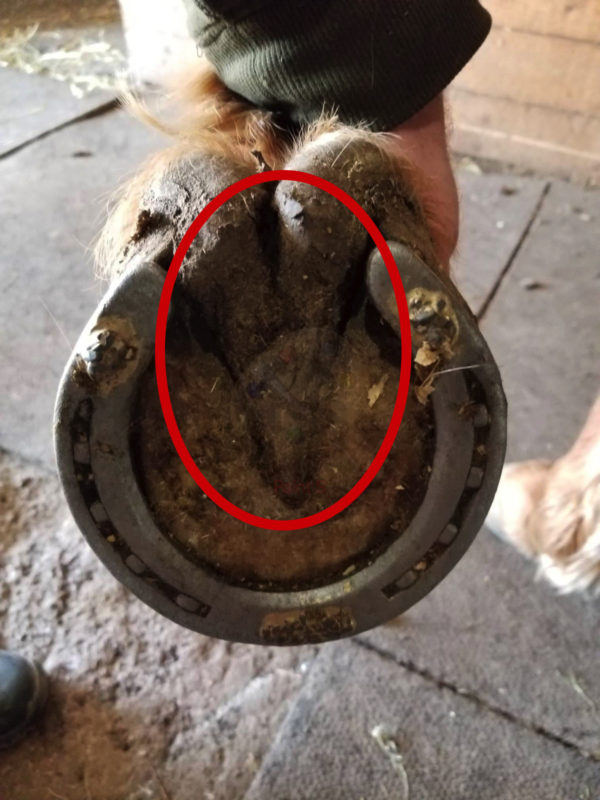 horse hoof with shoe