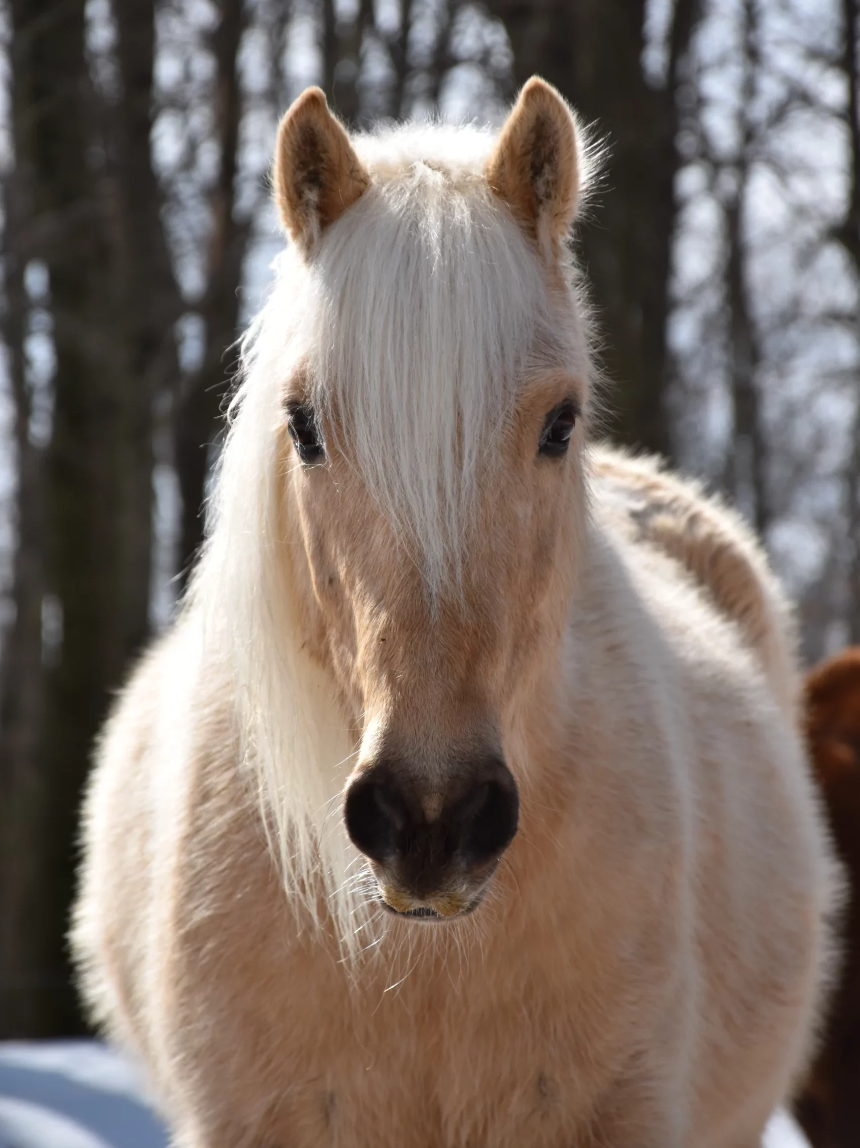 beautiful light colored horse looking directly at the camera