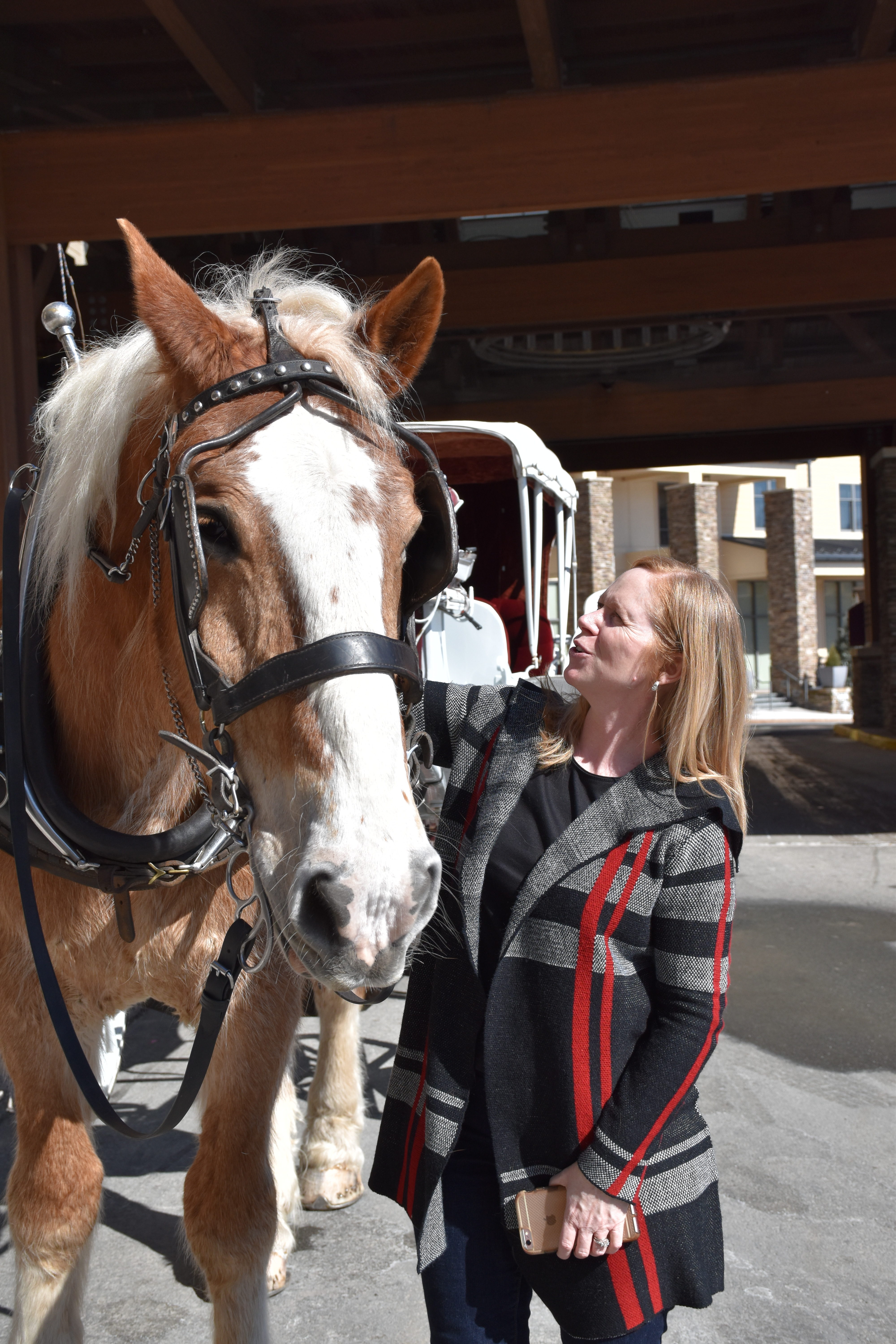 A woman in a black coat pets a carriage horse.