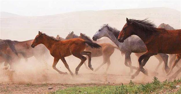 Wild horses galloping on the plains.