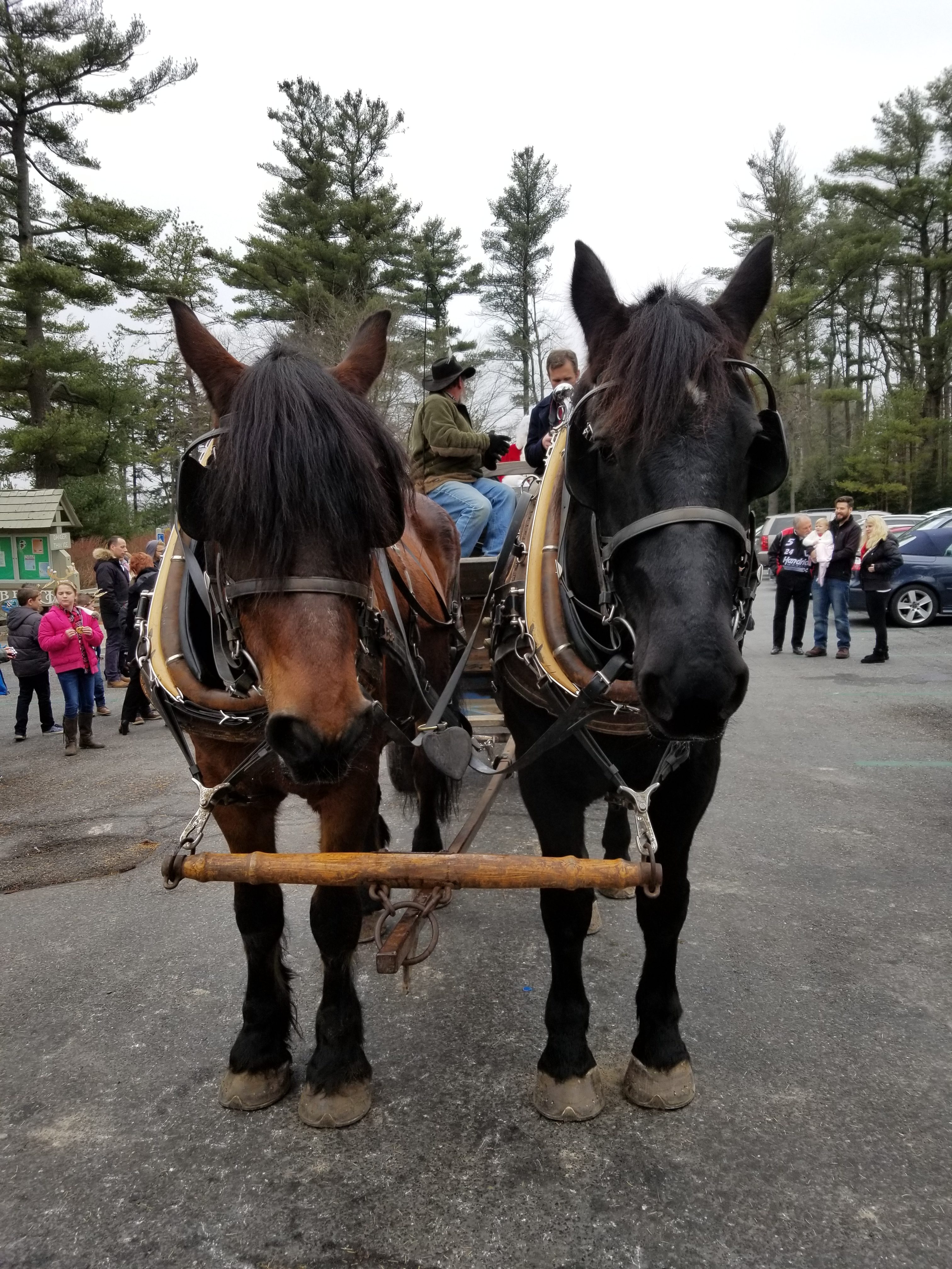 Hudson and Diesel, two percherons, stand harnessed to a wagon.