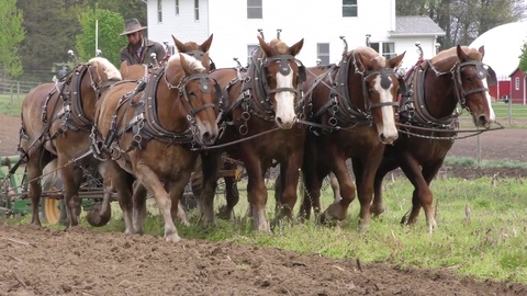 Four Amish Plow Horses in Field