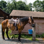 Horses Mountain Creek Riding Stables