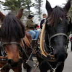Two Brown Horses Pulling a Horse-Drawn Wagon