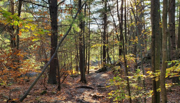 Fall Hiking on Austin T Blakeslee Trail
