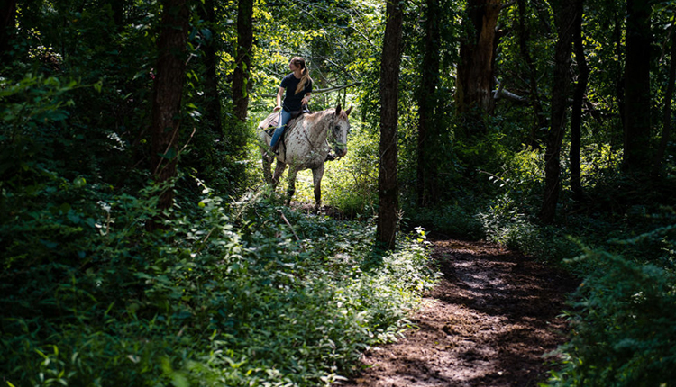 Girl Riding A Horse on Trail in the Poconos