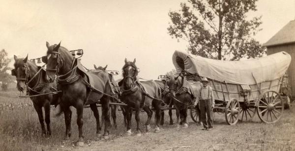 Conestoga draft horses pulling covered wagon