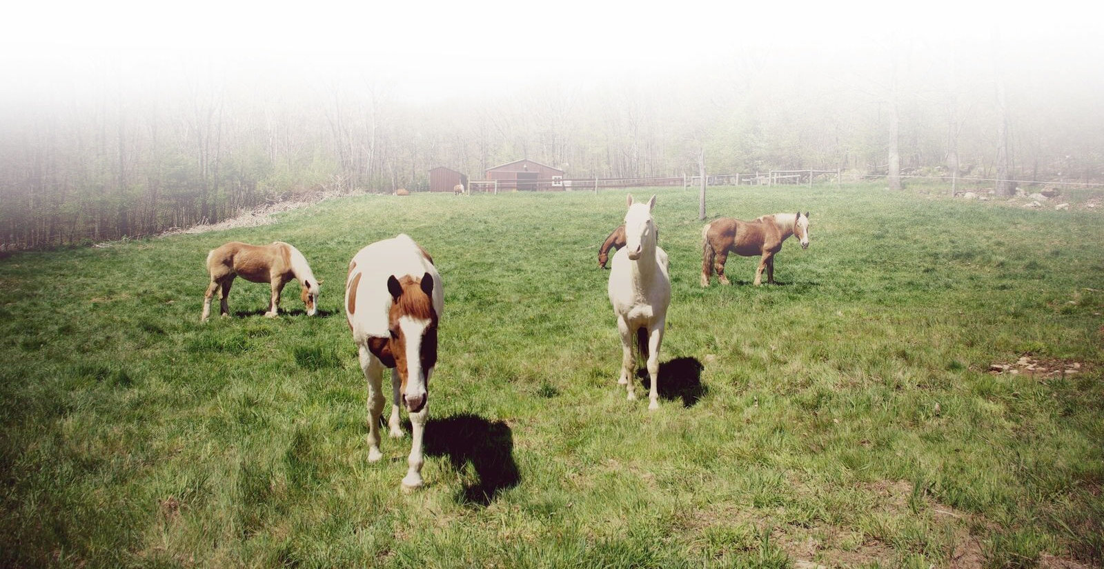 Brown and White Horses in Green Pasture at Mountain Creek Riding Stable