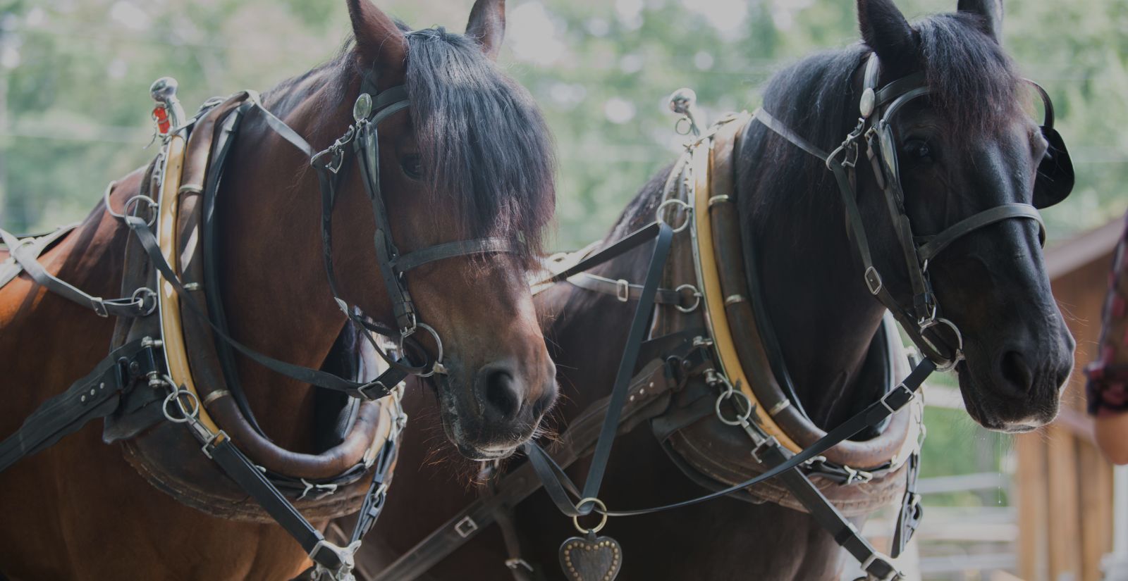 A French Quarter Carriage Ride With Deuce McAllister!